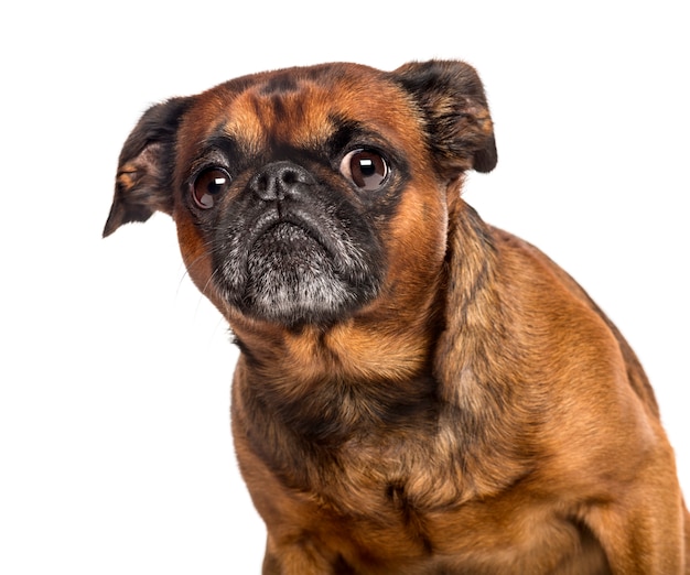 Nahaufnahme eines Mops vor der weißen Wand