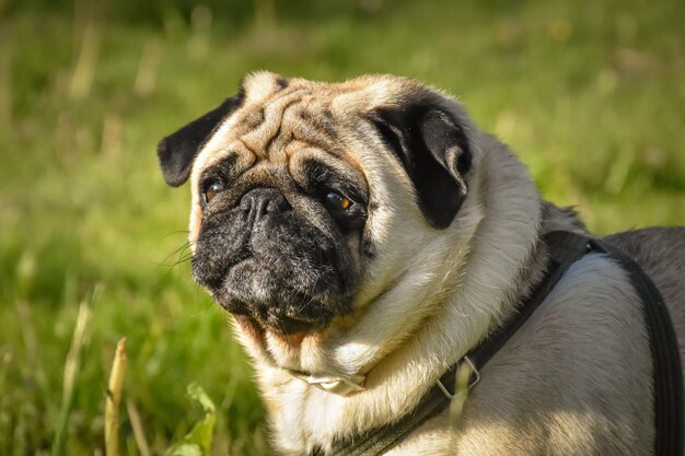 Nahaufnahme eines Mops