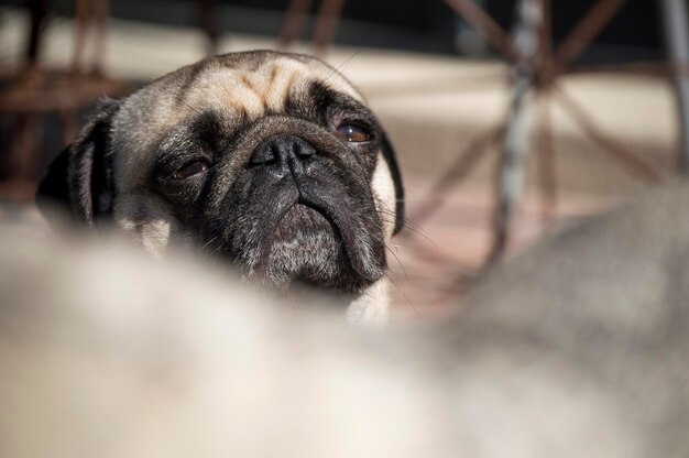 Foto nahaufnahme eines mops