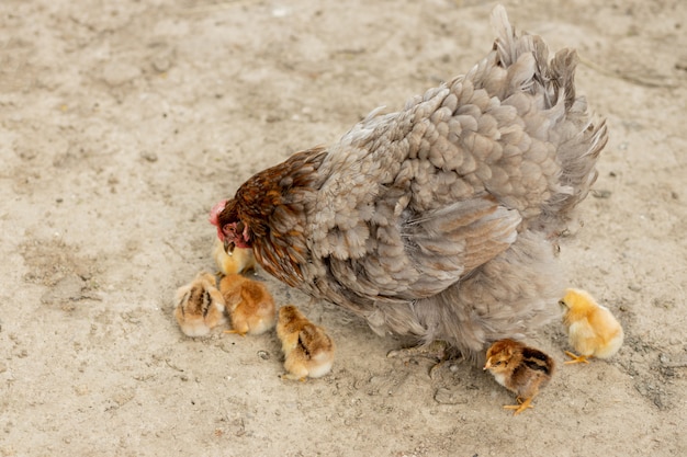 Nahaufnahme eines Mutterhuhns mit seinen Babyküken