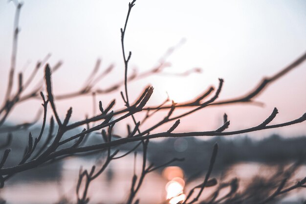 Foto nahaufnahme eines nackten baumes gegen den himmel