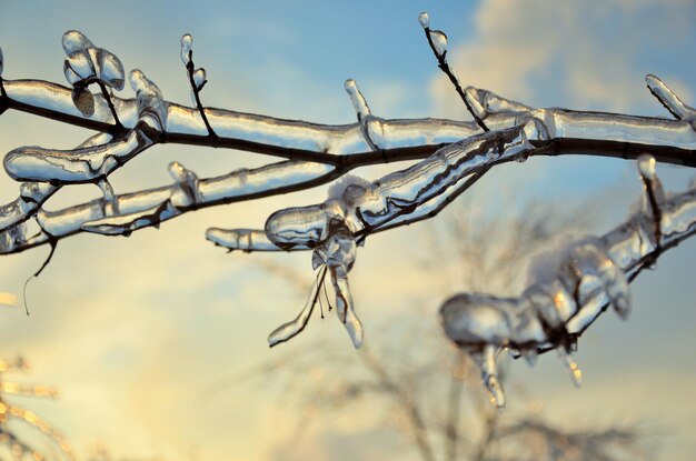 Foto nahaufnahme eines nackten baumes gegen den himmel