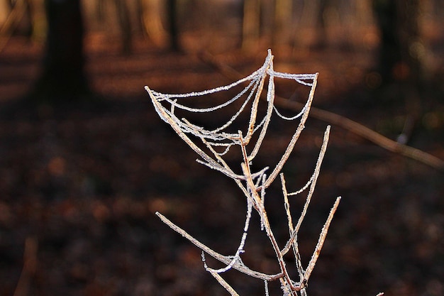 Nahaufnahme eines nackten Baumes im Winter