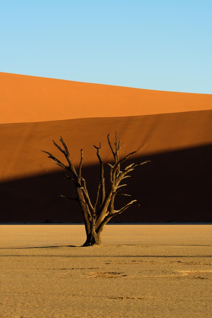 Foto nahaufnahme eines nackten baumes in der wüste
