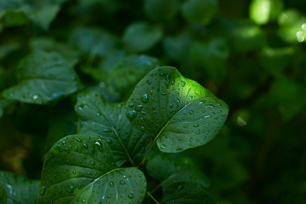 Nahaufnahme eines nassen grünen Blattes eines Fliederbaums nach einem frischen Regen des Sommermorgens