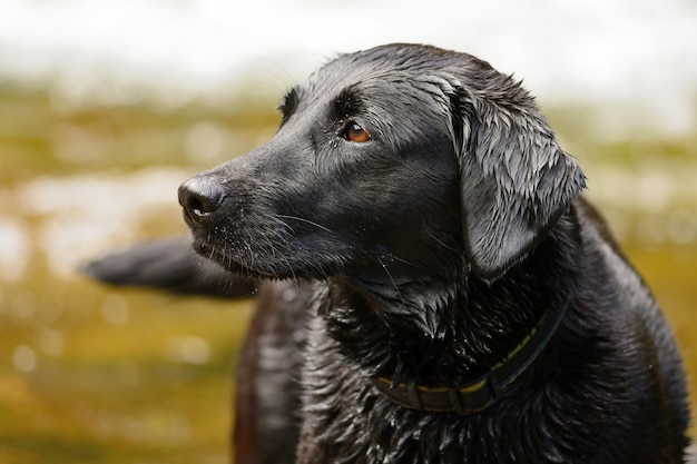 Nahaufnahme eines nassen schwarzen Hundes