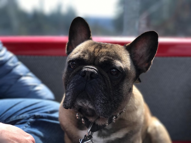 Nahaufnahme eines neugierigen Hundes