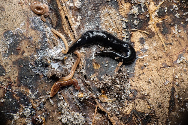 Foto nahaufnahme eines neuguinea-plattwurms und wandernder breitkopf-planarienwürmer, die auf einem baumstamm kriechen