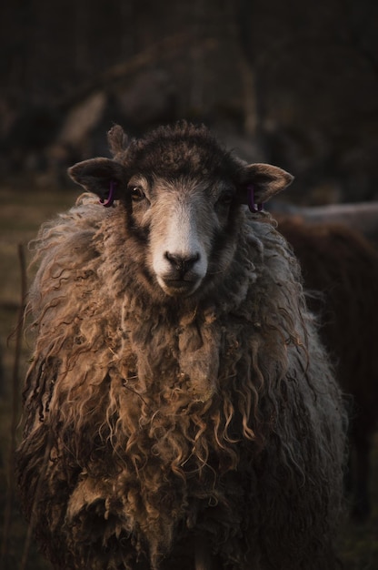 Nahaufnahme eines niedlichen braunen Schafes auf einem Bauernhof, das in die Kamera starrt