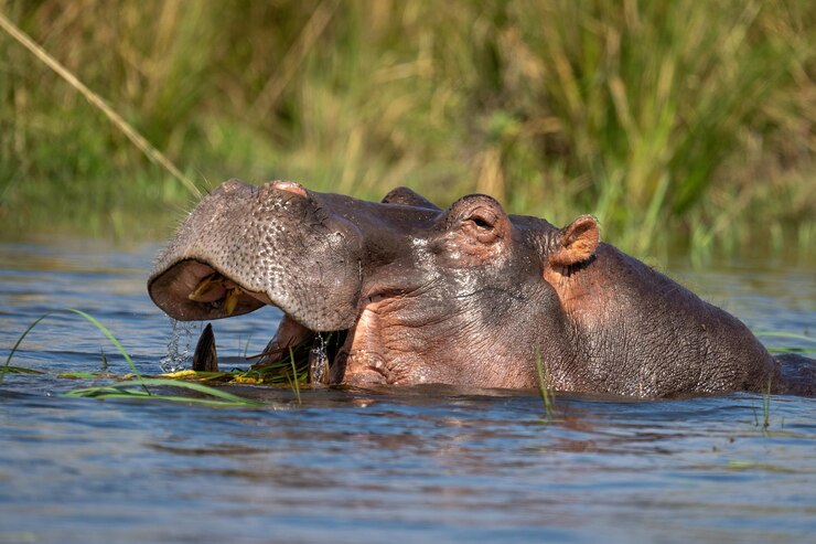Foto nahaufnahme eines nilpferdes, der gras im fluss frisst