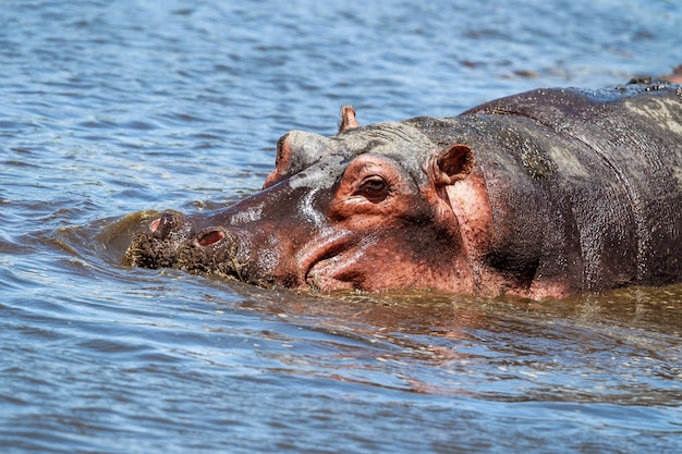 Nahaufnahme eines Nilpferdes, der im See schwimmt