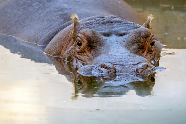 Nahaufnahme eines Nilpferdes im See