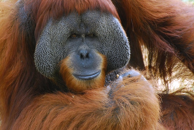 Foto nahaufnahme eines orang-otan