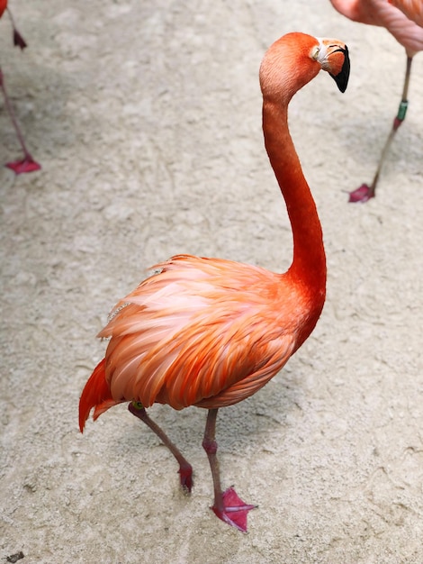 Foto nahaufnahme eines orangefarbenen flamingos im freien