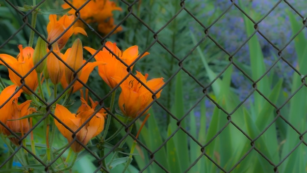 Foto nahaufnahme eines orangefarbenen zauns anhand von pflanzen