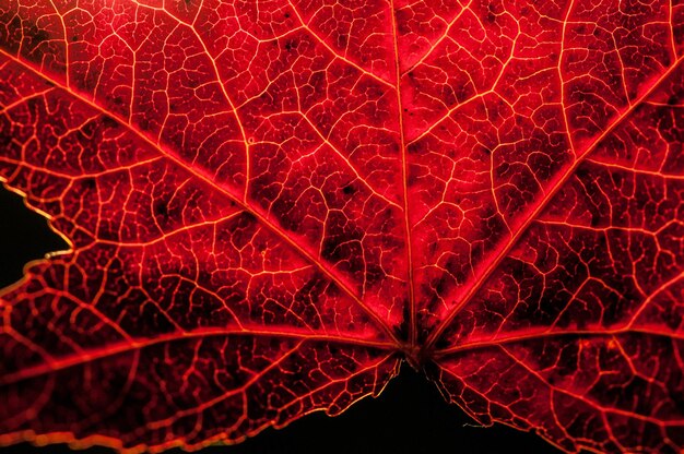 Foto nahaufnahme eines orangenblattes im herbst nachts