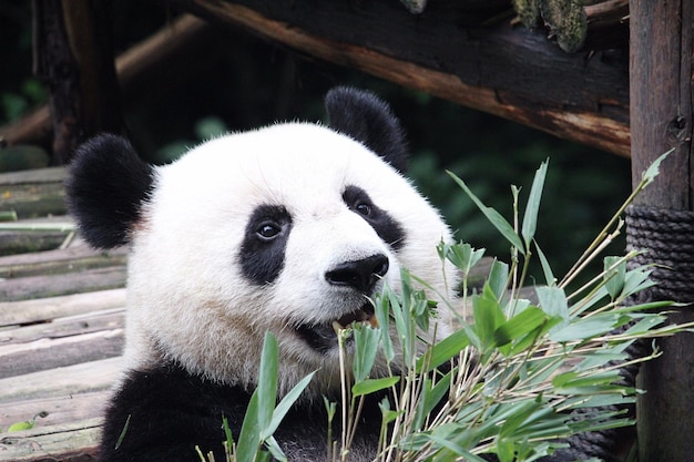 Foto nahaufnahme eines pandas