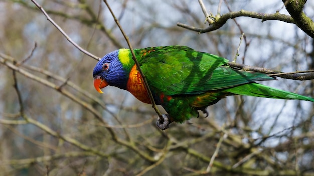 Foto nahaufnahme eines papageien, der auf einem zweig sitzt
