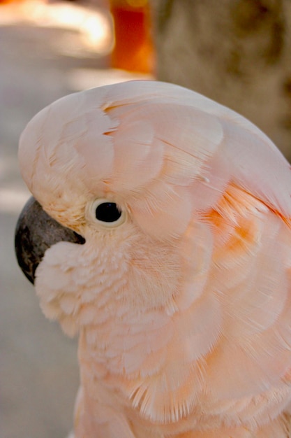 Foto nahaufnahme eines papageien, der sitzt