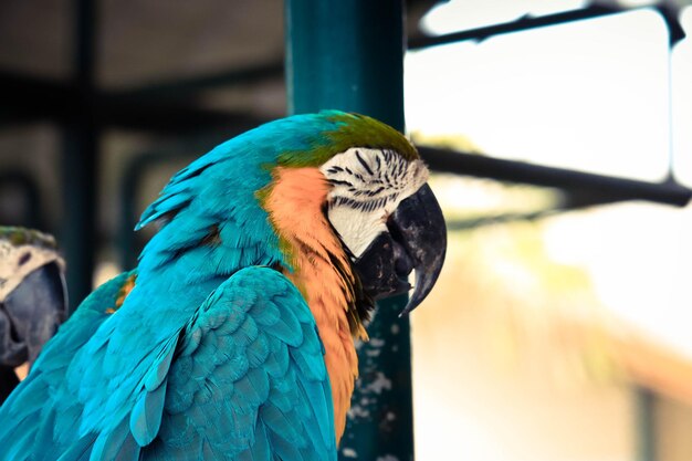Foto nahaufnahme eines papageien