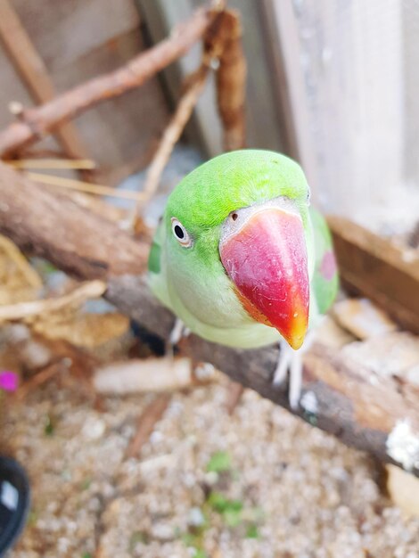 Foto nahaufnahme eines papageien