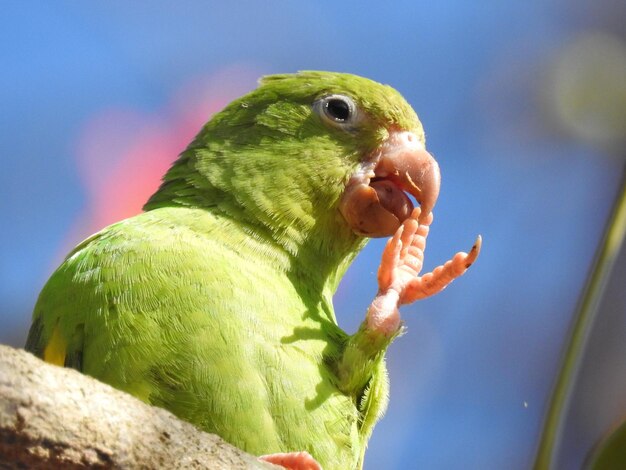 Foto nahaufnahme eines papageienfressens