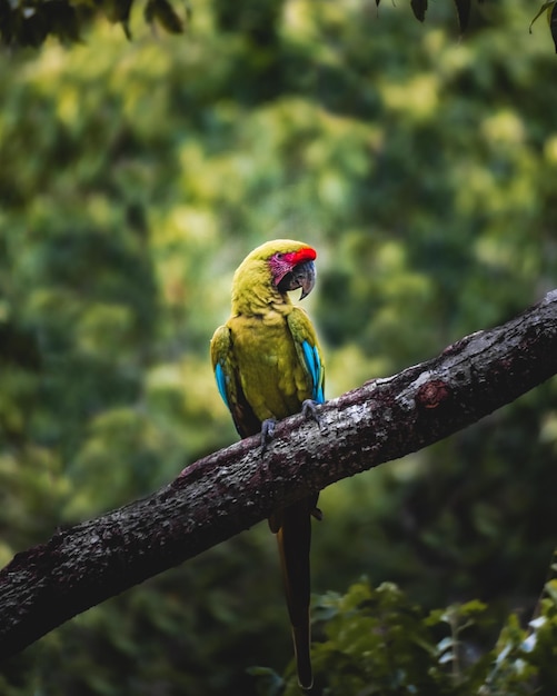 Nahaufnahme eines Papageis, der auf einer Holzbank auf einem verschwommenen Hintergrund sitzt