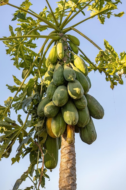 Nahaufnahme eines Papayabaums mit Früchten der Art Carica papaya