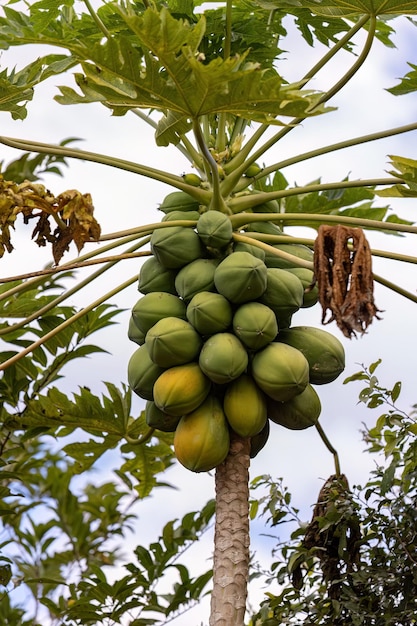 Nahaufnahme eines Papayabaums mit Früchten der Art Carica papaya