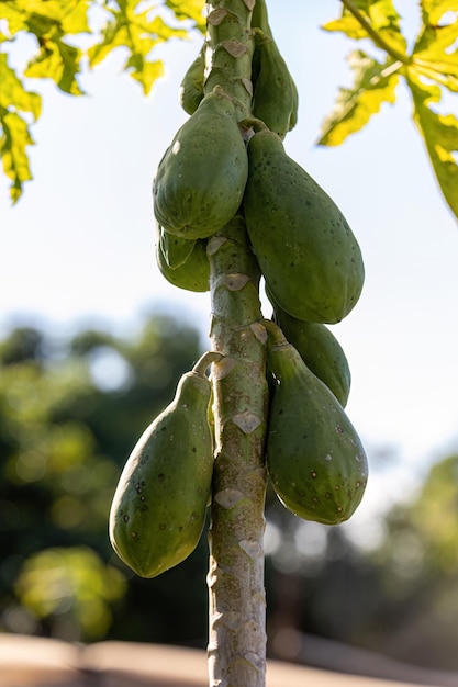 Nahaufnahme eines Papayabaums mit Früchten der Art Carica papaya