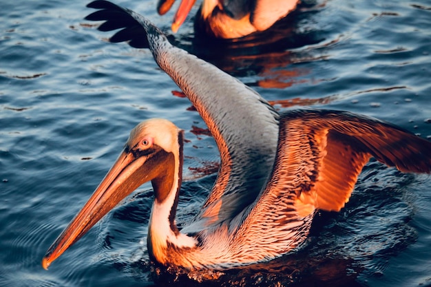 Foto nahaufnahme eines pelikans