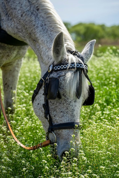 Foto nahaufnahme eines pferdes auf dem feld