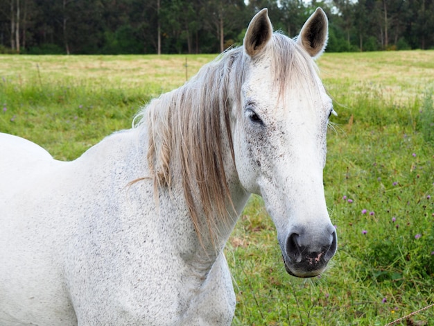 Foto nahaufnahme eines pferdes auf dem feld