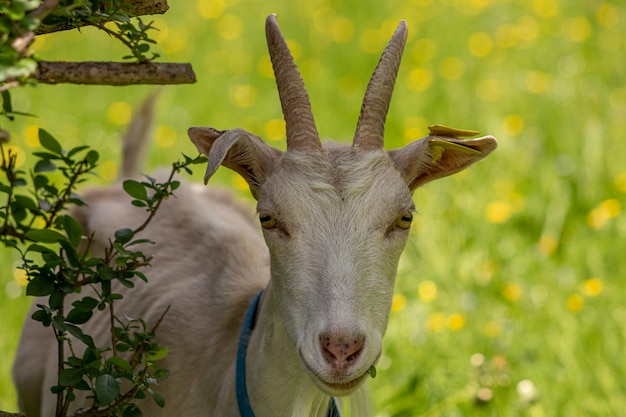 Foto nahaufnahme eines pferdes auf dem feld