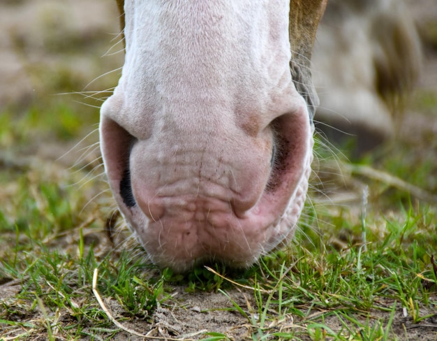 Nahaufnahme eines Pferdes auf dem Feld