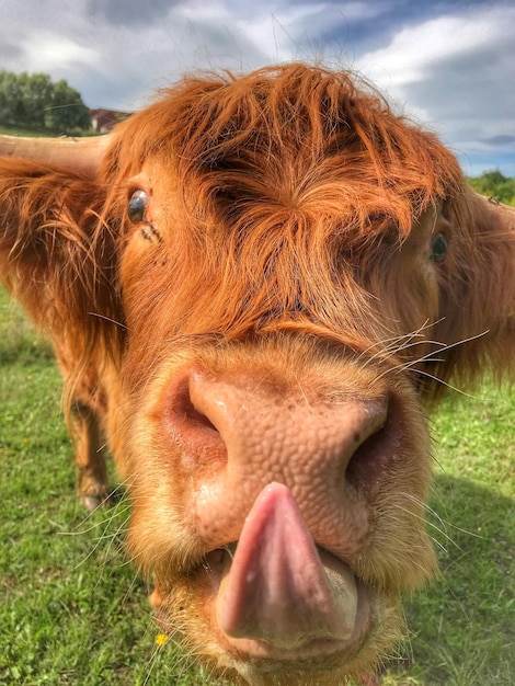 Nahaufnahme eines Pferdes auf dem Feld