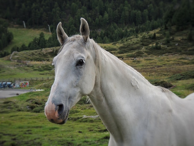 Nahaufnahme eines Pferdes auf dem Feld