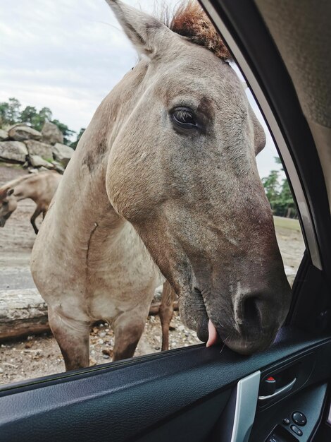 Foto nahaufnahme eines pferdes auf einer ranch