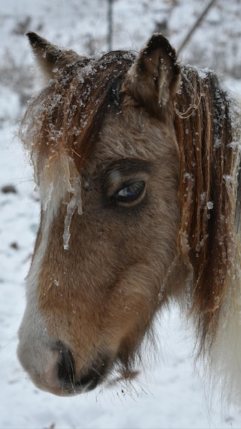 Foto nahaufnahme eines pferdes auf schnee