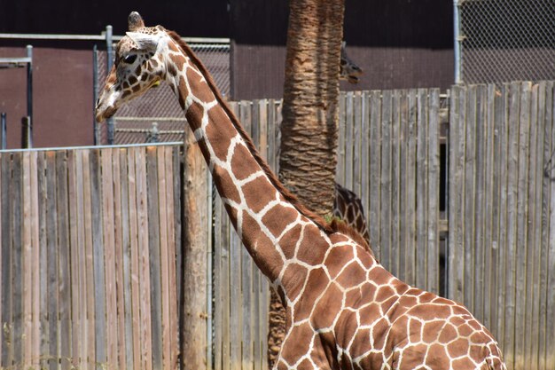 Foto nahaufnahme eines pferdes im zoo