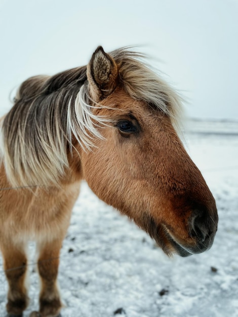 Foto nahaufnahme eines pferdes