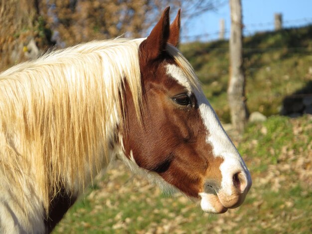 Foto nahaufnahme eines pferdes