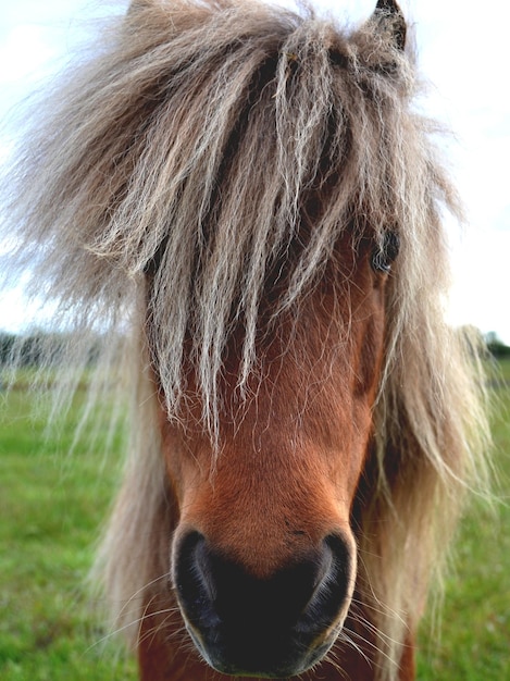 Foto nahaufnahme eines pferdes