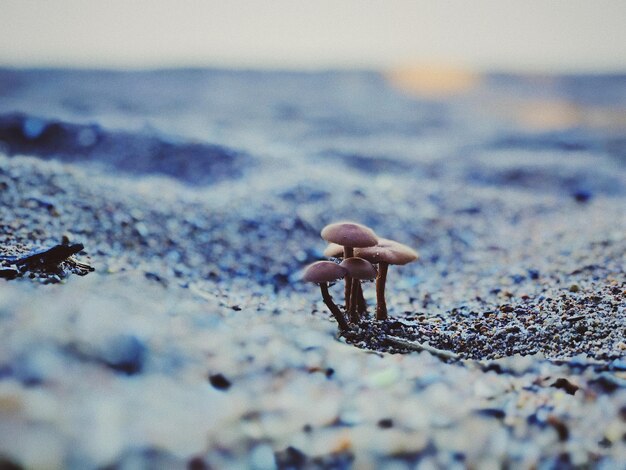 Foto nahaufnahme eines pilzes am strand