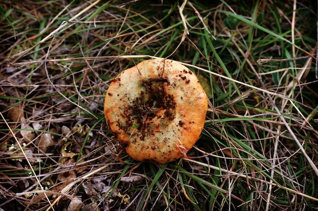 Foto nahaufnahme eines pilzes auf dem feld