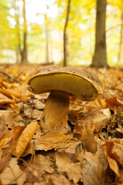 Nahaufnahme eines Pilzes auf Waldboden