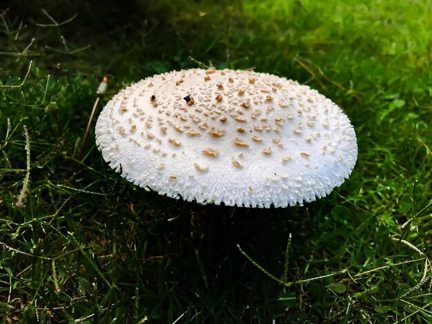 Foto nahaufnahme eines pilzes, der auf einem grasfeld wächst