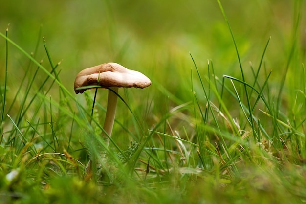 Foto nahaufnahme eines pilzes im gras