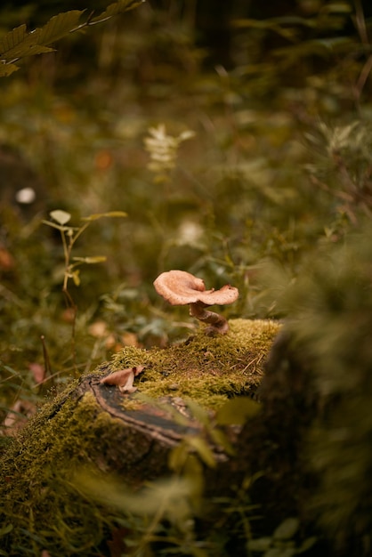 Foto nahaufnahme eines pilzes im wald konzept der suche nach guten pilzen im wald mit der familie während der herbstsaison