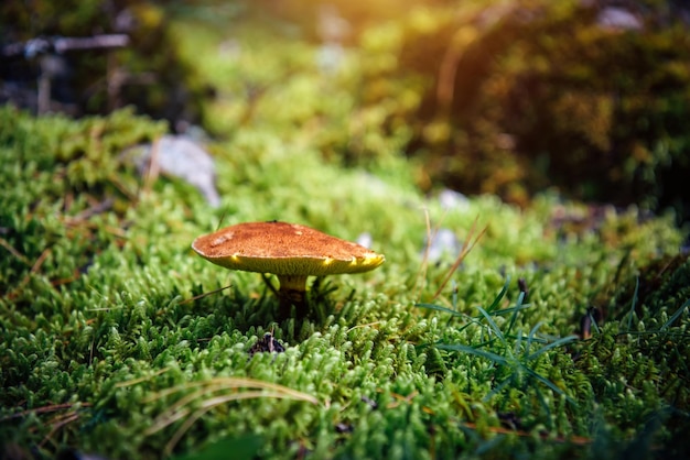 Nahaufnahme eines Pilzes mit brauner schuppiger Kappe, der auf feuchtem Waldmoos wächst, unscharfer grüner Hintergrund Wilde Pilze